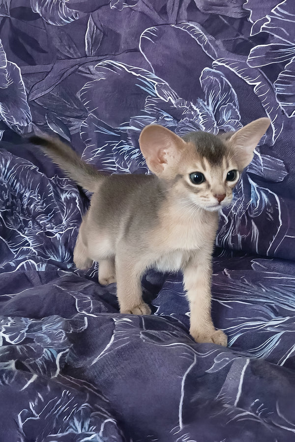 Gordon | Abyssinian Kitten