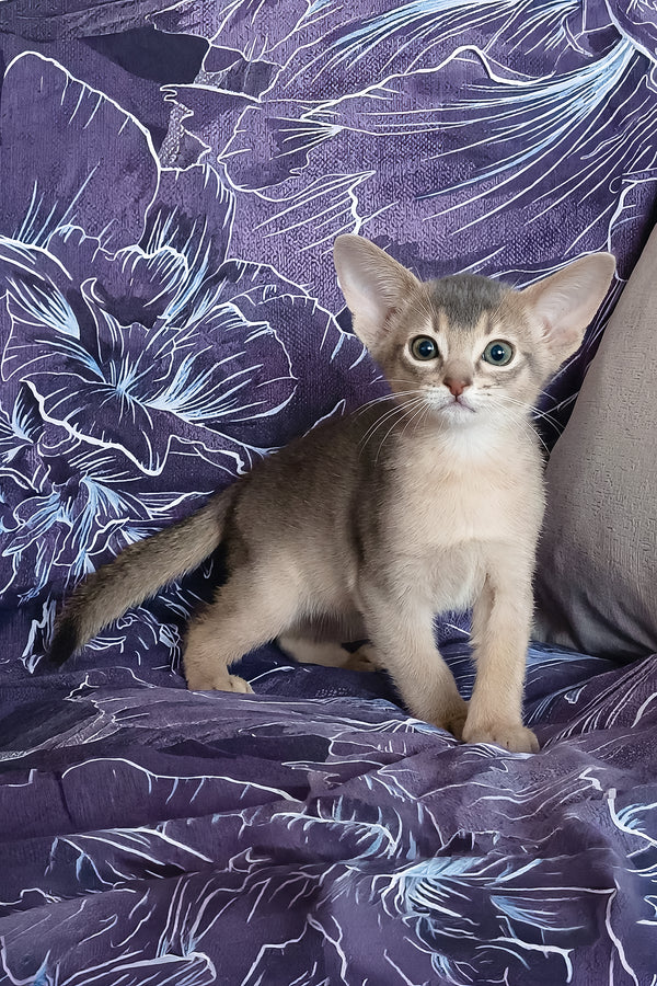 Gordon | Abyssinian Kitten