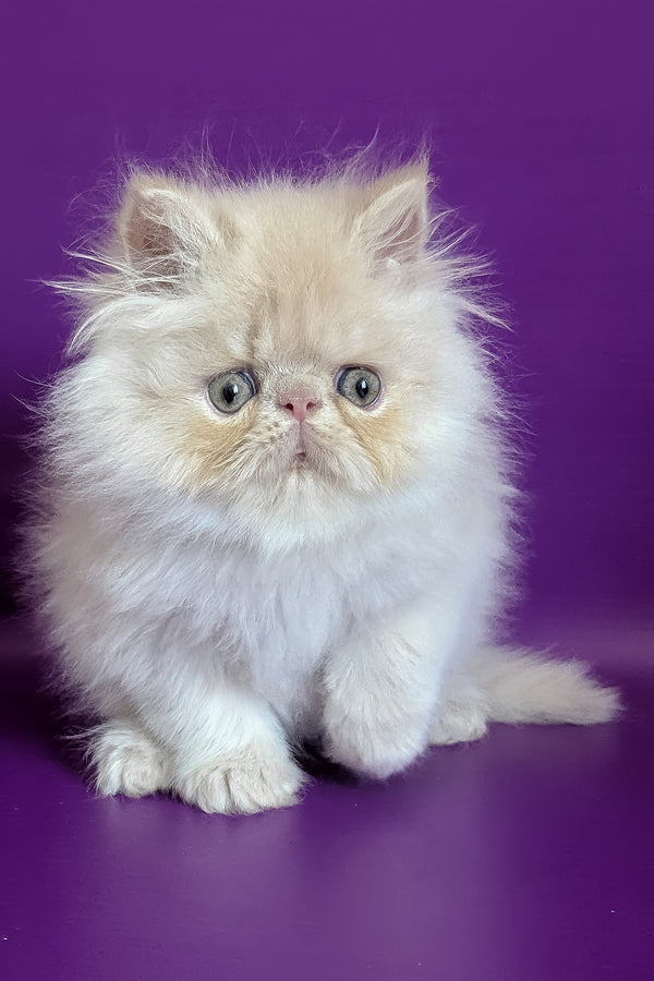 Taki | Persian Kitten