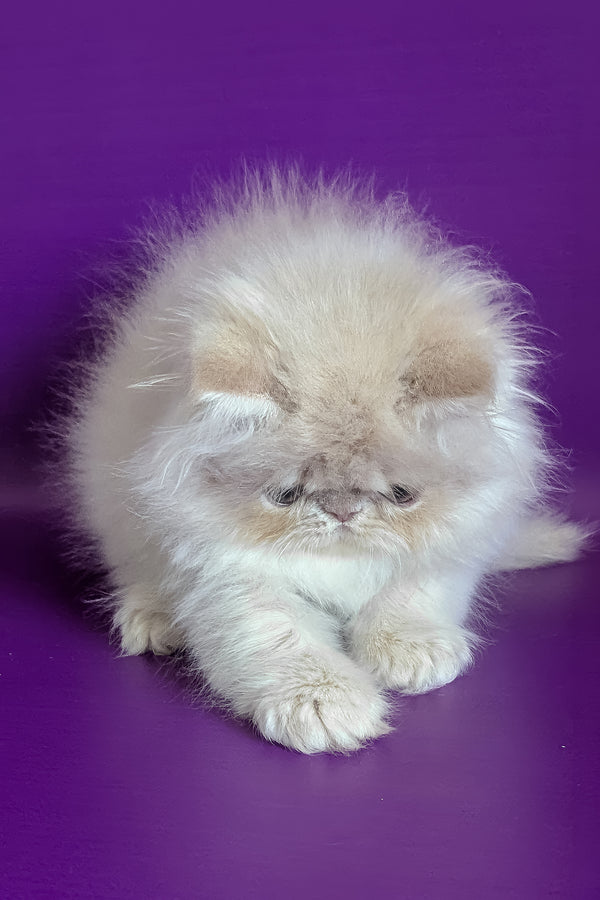 Taki | Persian Kitten