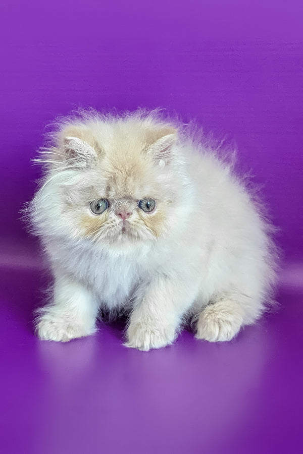 Taki | Persian Kitten
