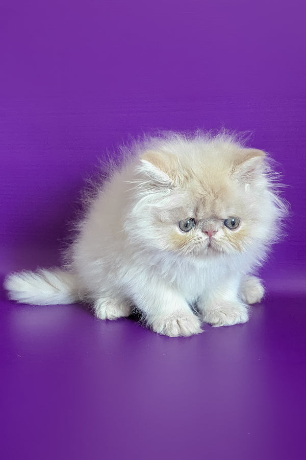 Taki | Persian Kitten