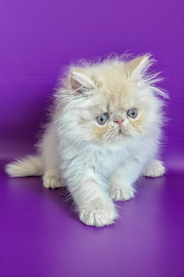Taki | Persian Kitten