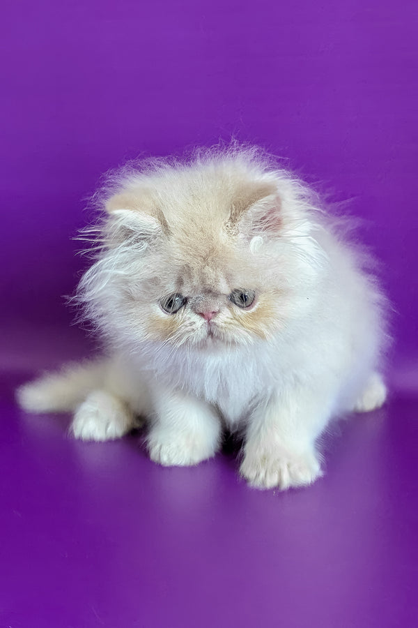 Taki | Persian Kitten