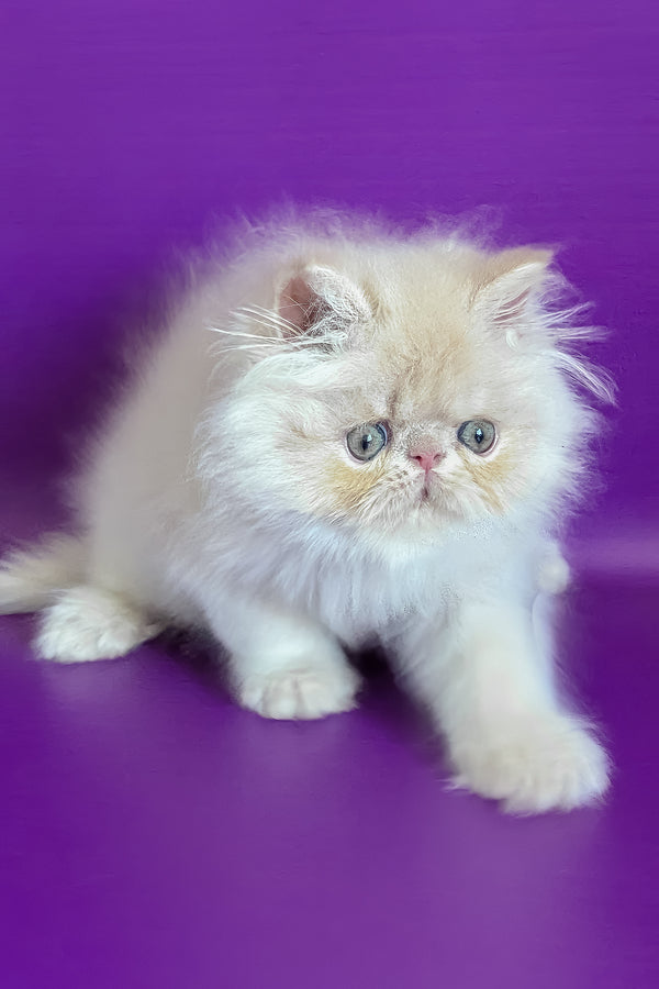 Taki | Persian Kitten