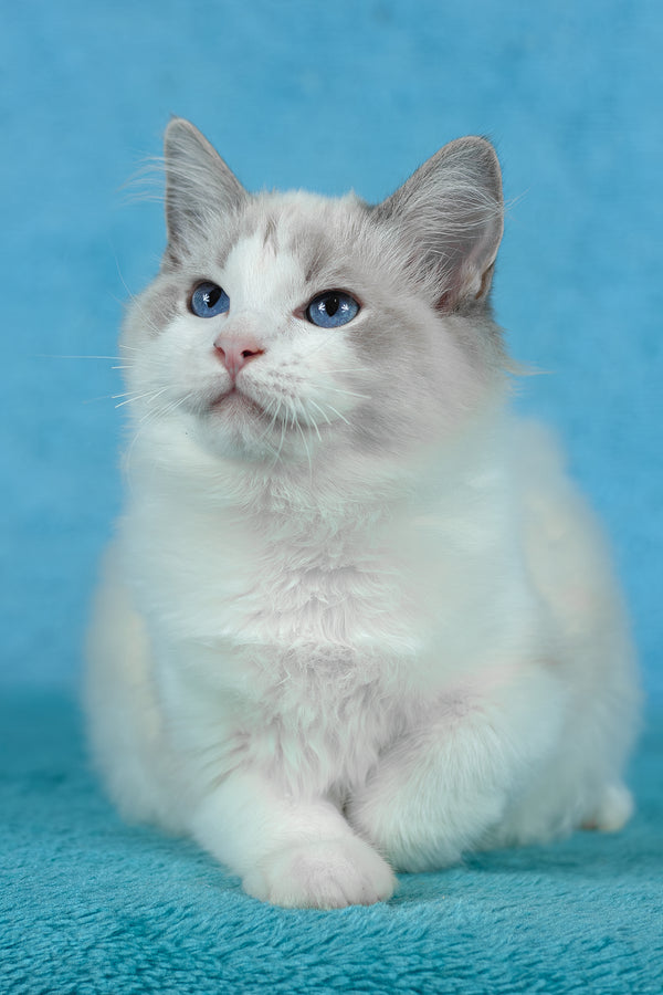 Talisman | Ragdoll Kitten