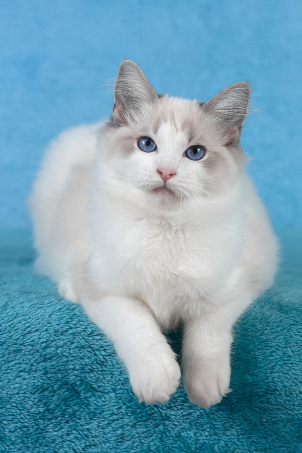 Talisman | Ragdoll Kitten
