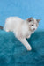Talisman | Ragdoll Kitten