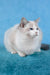 Talisman | Ragdoll Kitten