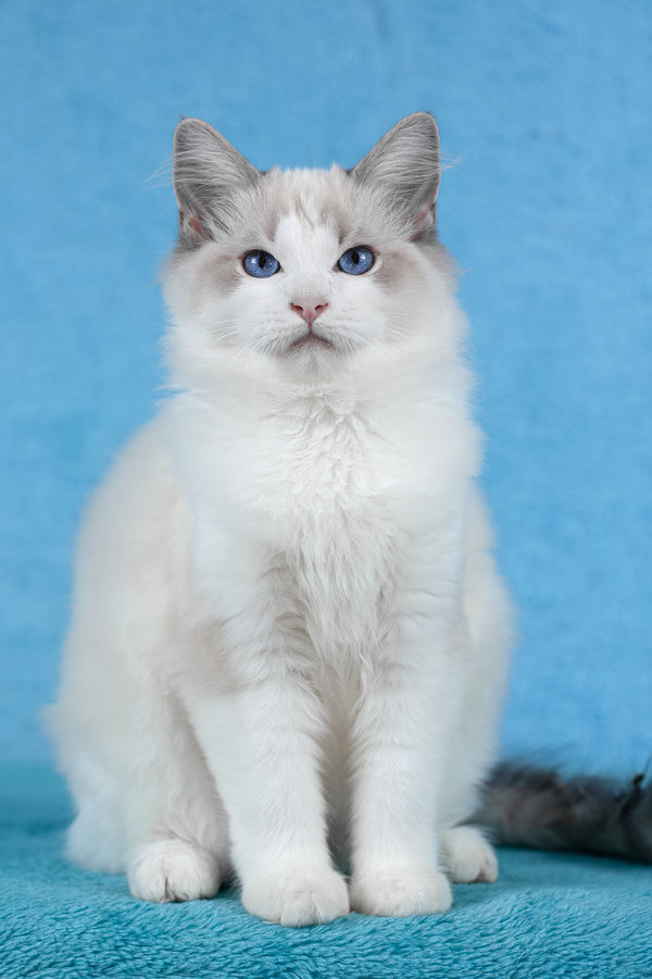 Talisman | Ragdoll Kitten