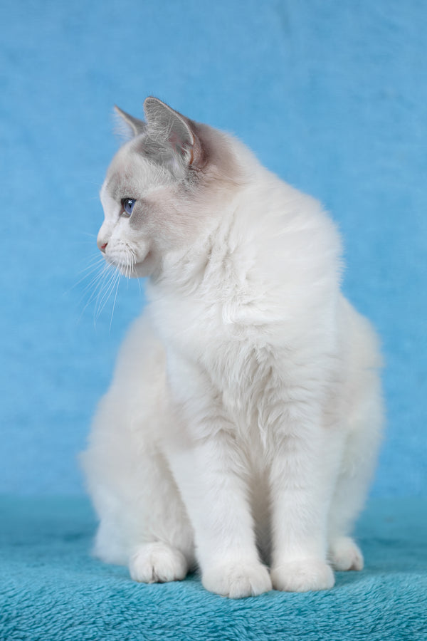 Talisman | Ragdoll Kitten