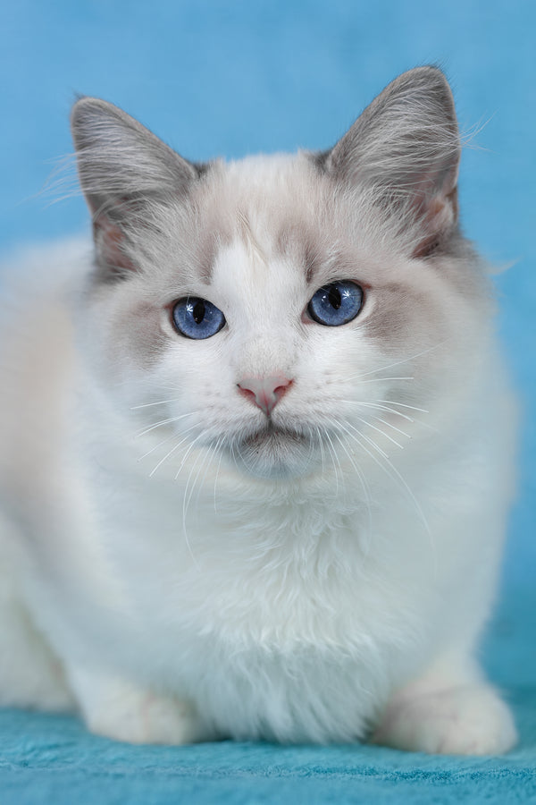 Talisman | Ragdoll Kitten