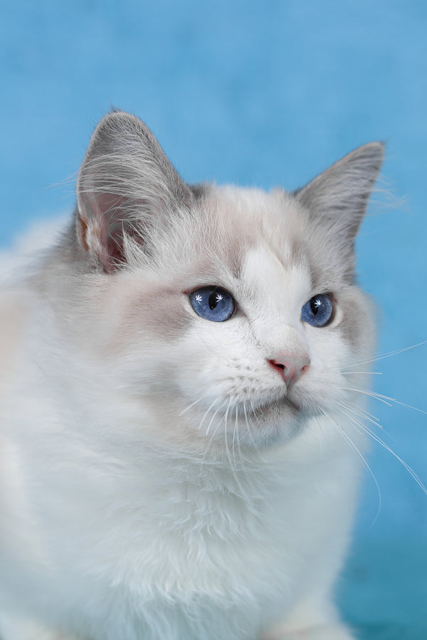 Talisman | Ragdoll Kitten