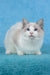 Talisman | Ragdoll Kitten