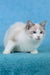 Talisman | Ragdoll Kitten