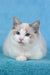 Talisman | Ragdoll Kitten