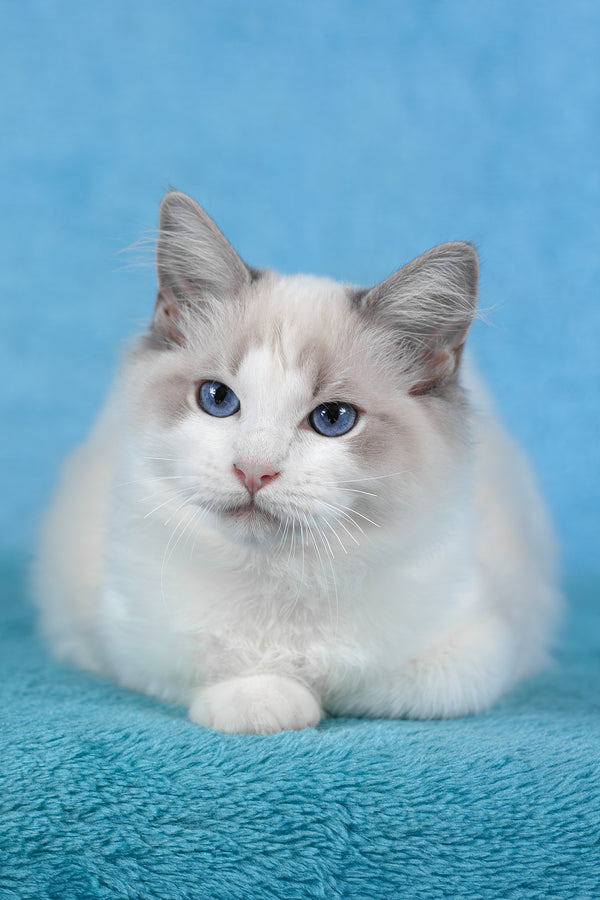 Talisman | Ragdoll Kitten