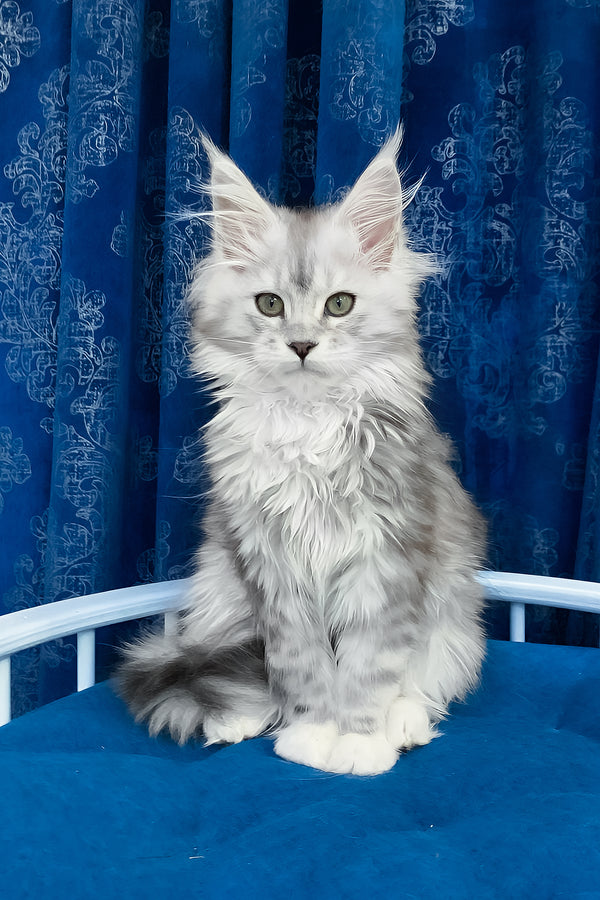 Tamiani | Maine Coon Kitten