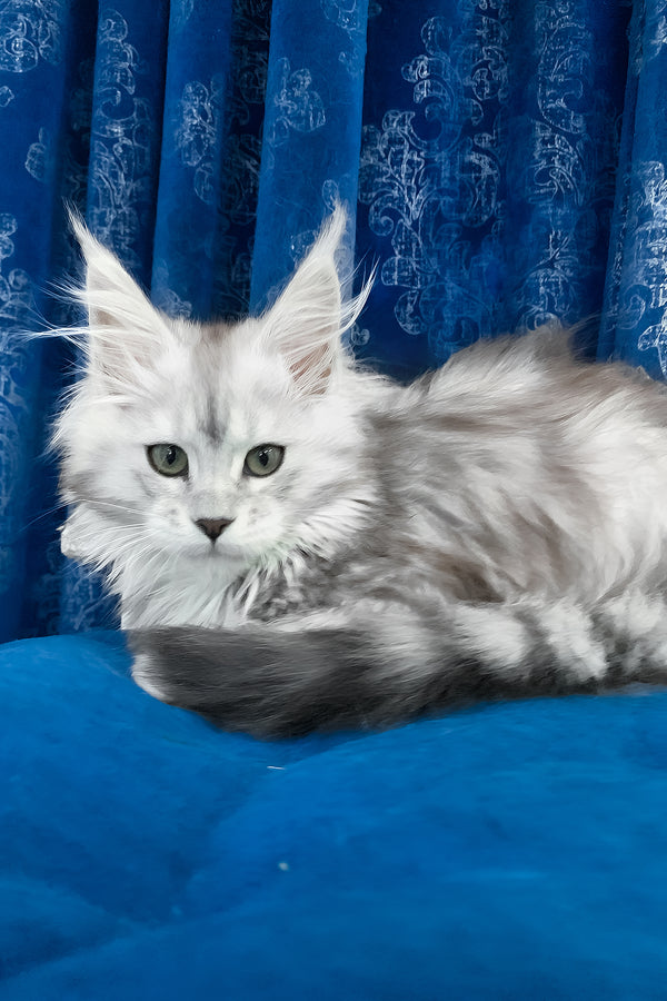 Tamiani | Maine Coon Kitten