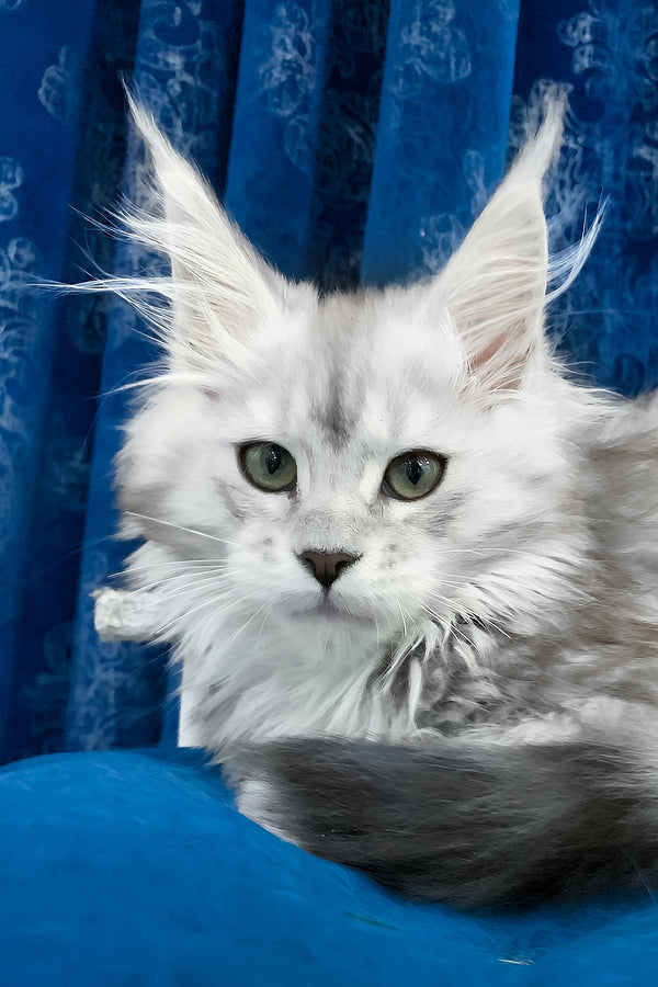 Tamiani | Maine Coon Kitten