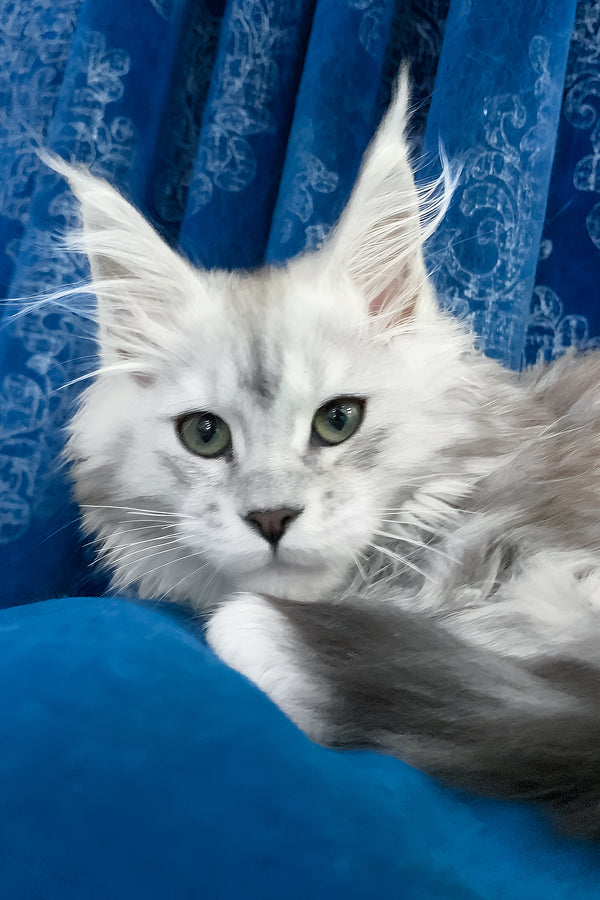 Tamiani | Maine Coon Kitten