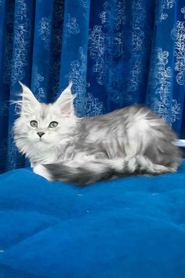 Tamiani | Maine Coon Kitten