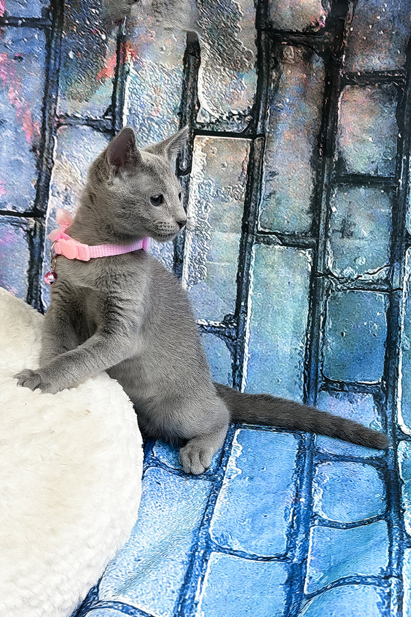 Tanets | Russian Blue Kitten