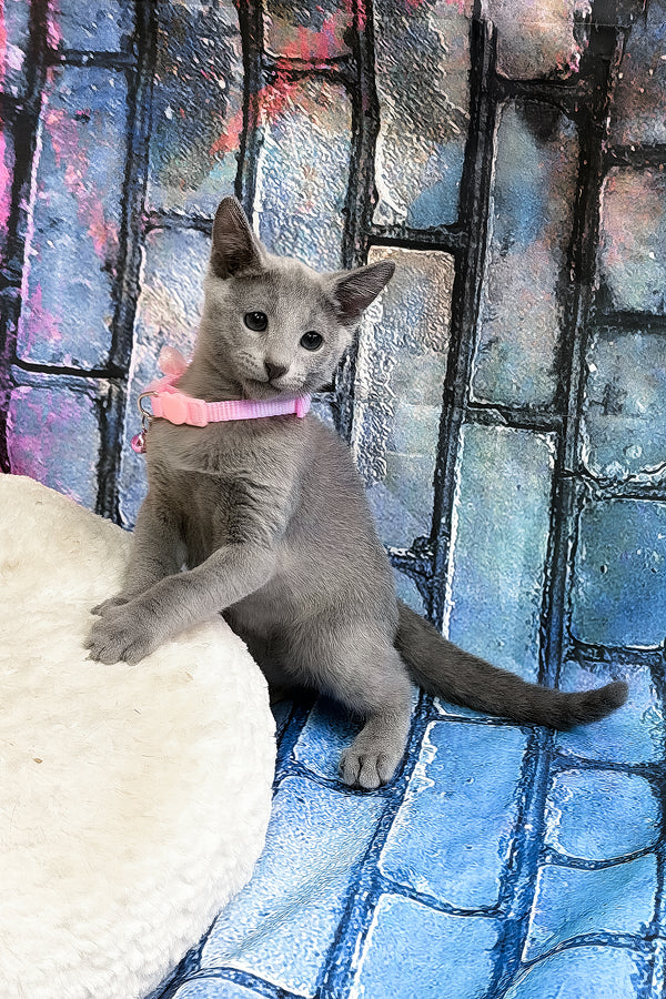 Tanets | Russian Blue Kitten