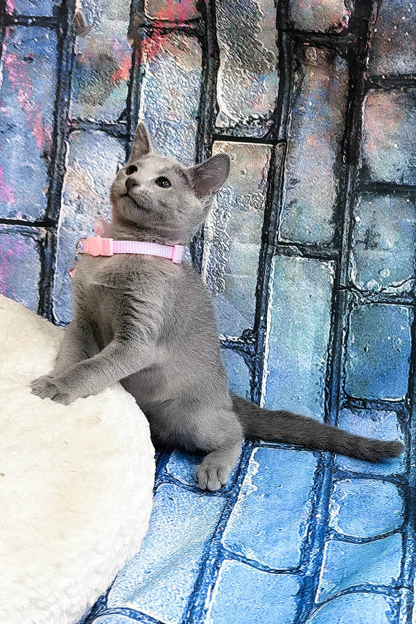 Tanets | Russian Blue Kitten