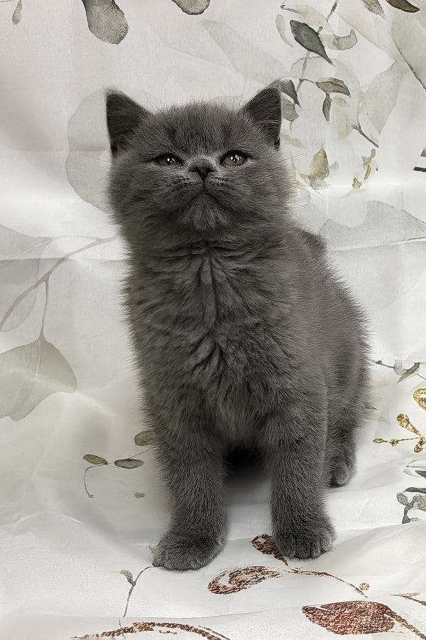 Tango | Scottish Straight Kitten