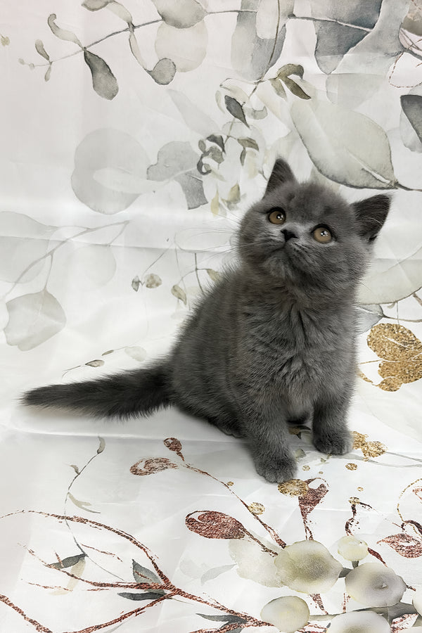 Tango | Scottish Straight Kitten