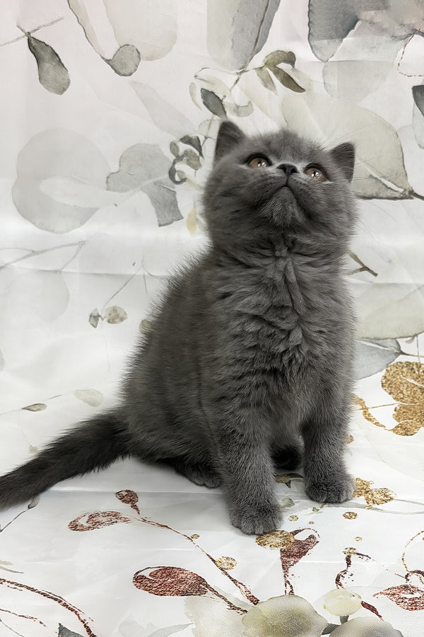 Tango | Scottish Straight Kitten