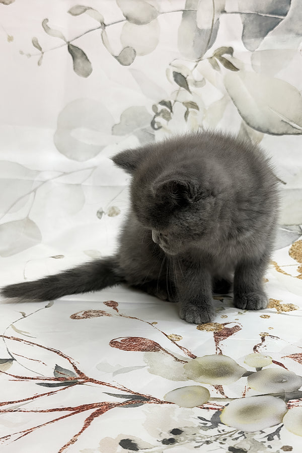 Tango | Scottish Straight Kitten