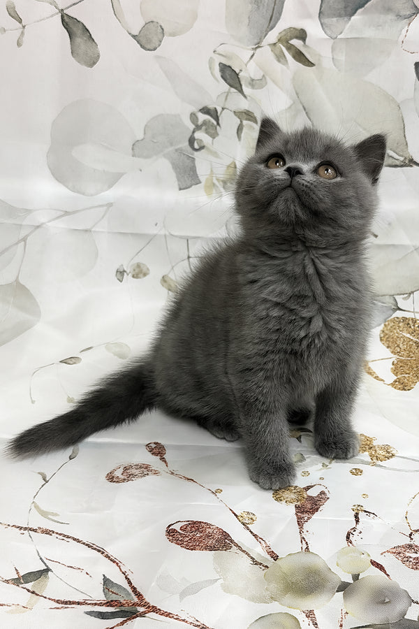 Tango | Scottish Straight Kitten