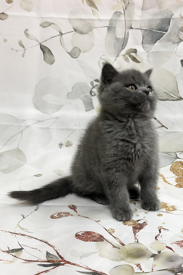 Tango | Scottish Straight Kitten