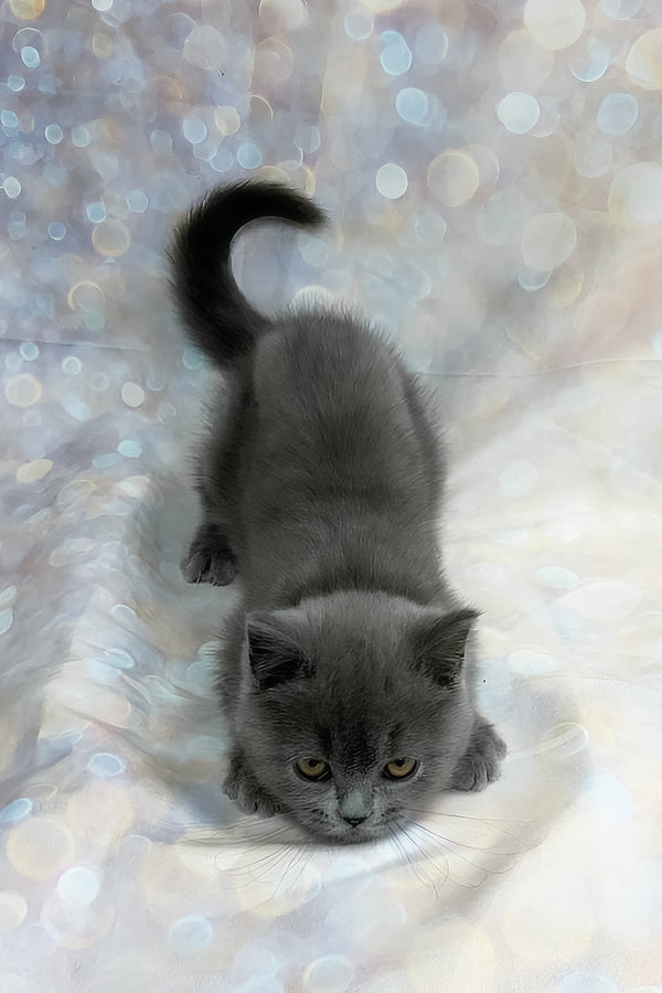 Tania | Scottish Straight Kitten