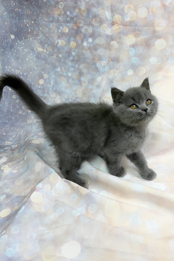 Tania | Scottish Straight Kitten