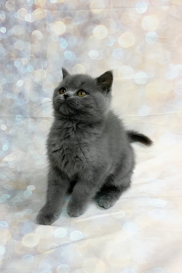 Tania | Scottish Straight Kitten