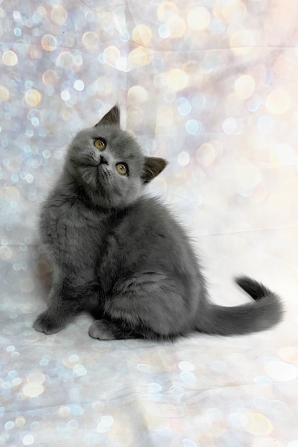 Tania | Scottish Straight Kitten