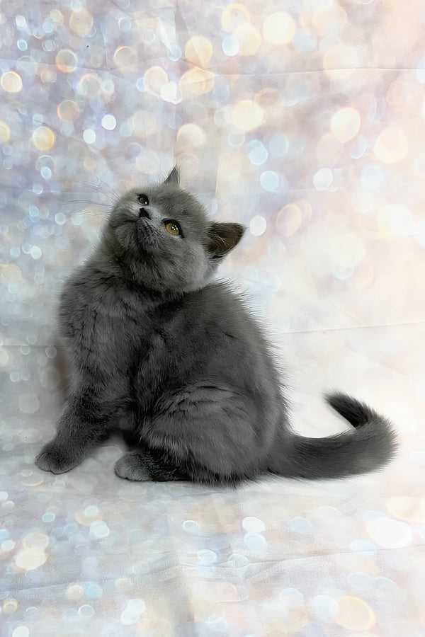 Tania | Scottish Straight Kitten