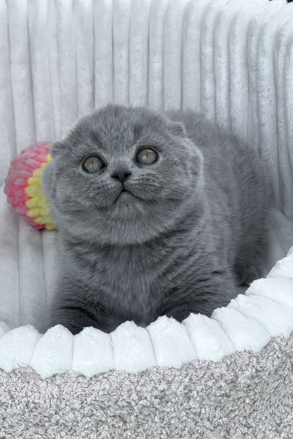 Tanya | Scottish Fold Kitten