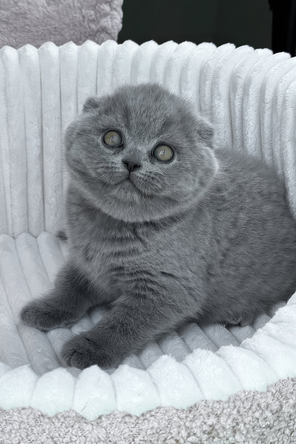 Tanya | Scottish Fold Kitten