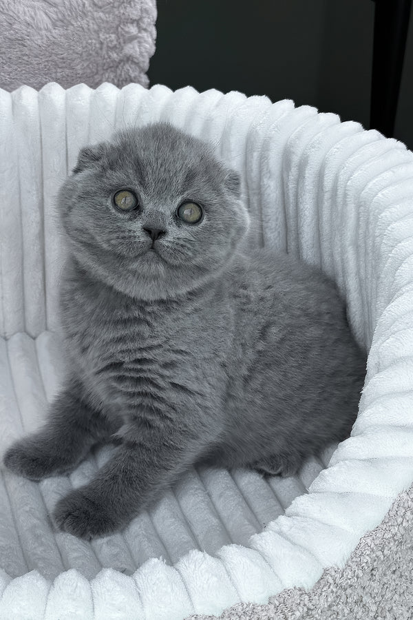 Tanya | Scottish Fold Kitten