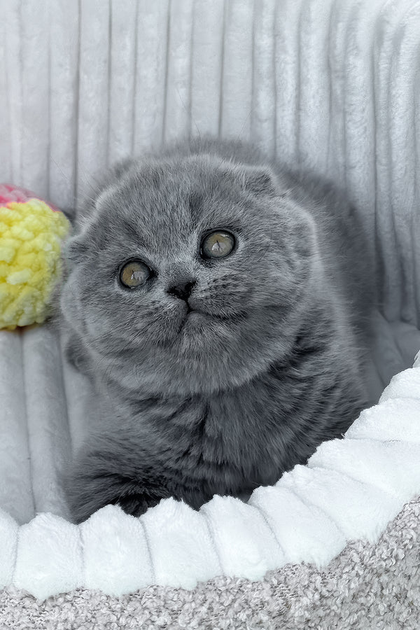 Tanya | Scottish Fold Kitten