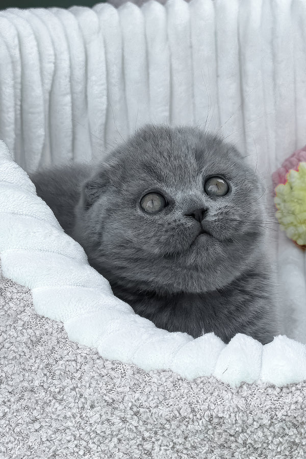 Tanya | Scottish Fold Kitten