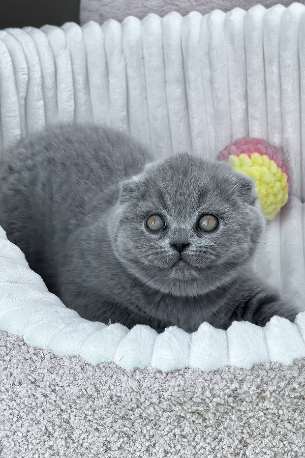 Tanya | Scottish Fold Kitten