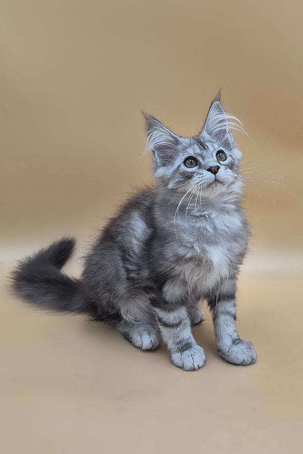 Tavi | Maine Coon Kitten