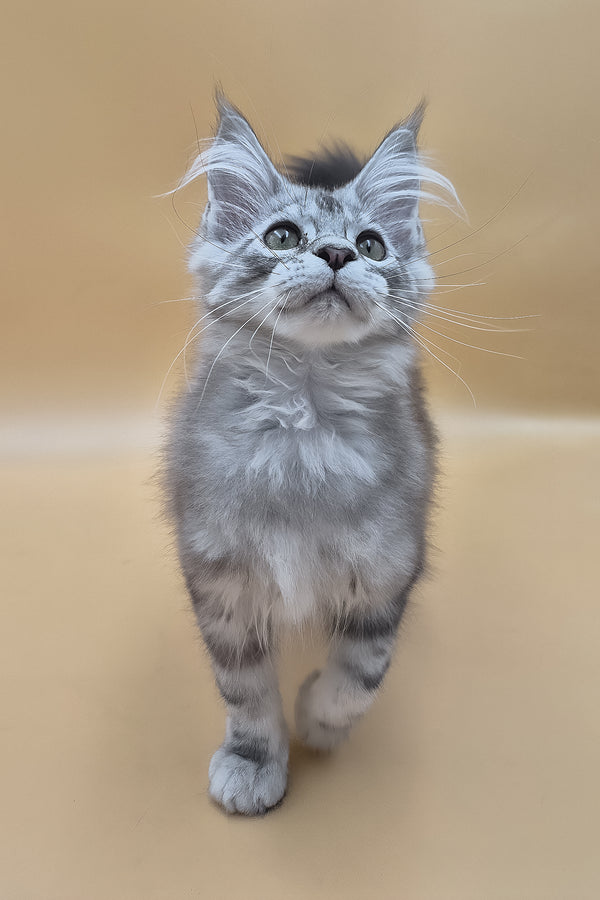 Tavi | Maine Coon Kitten