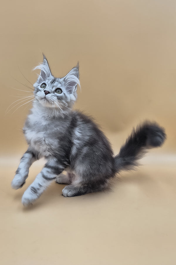 Tavi | Maine Coon Kitten
