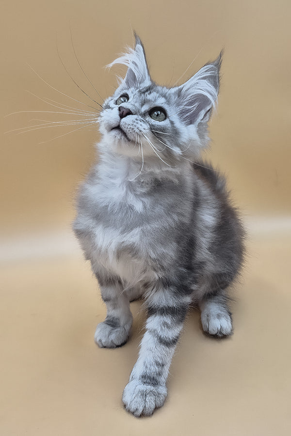 Tavi | Maine Coon Kitten